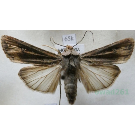 Agrotis ipsilon (Hufnagel, 1766) female Rolnica gwoździarka Czech65k